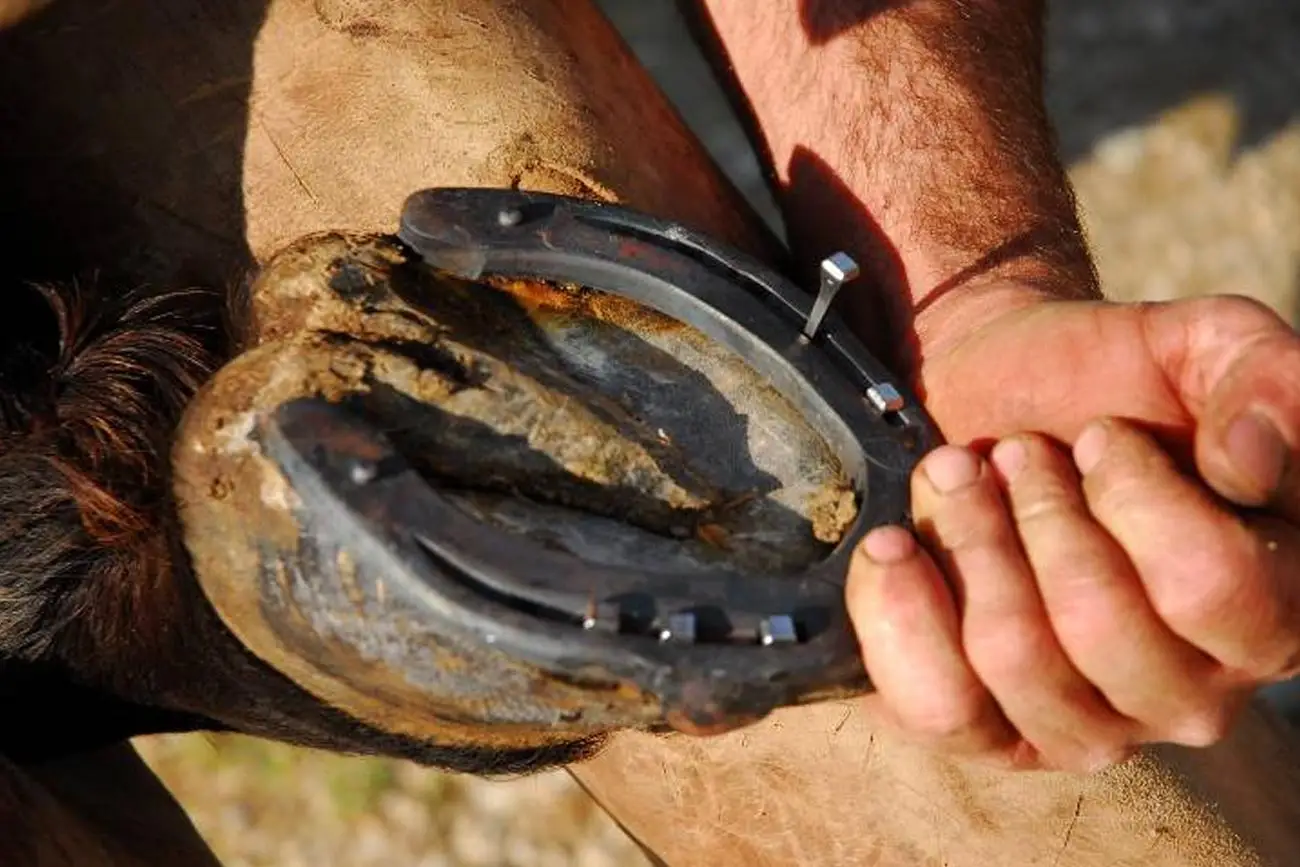 Para que serve a ferradura do cavalo? Descubra agora