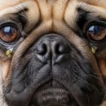 Cachorro com muita remela: o que pode ser?