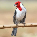 Cabeça-vermelha: o forte pássaro do nordeste brasileiro