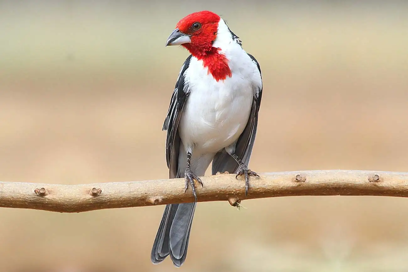 Cabeça-vermelha: o forte pássaro do nordeste brasileiro