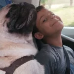 Viajar com pet: cuidados essenciais para viagens longas