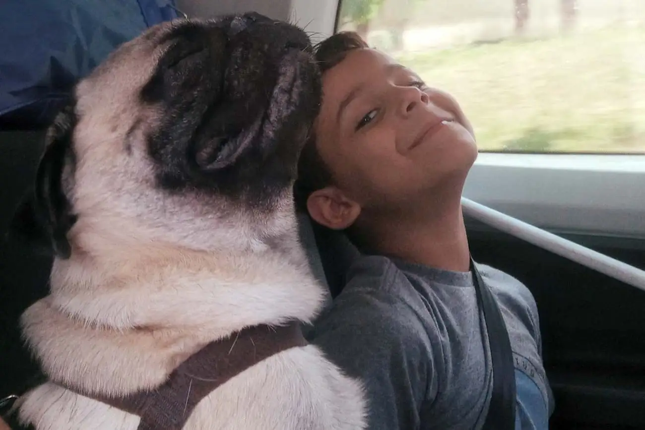 Viajar com pet: cuidados essenciais para viagens longas