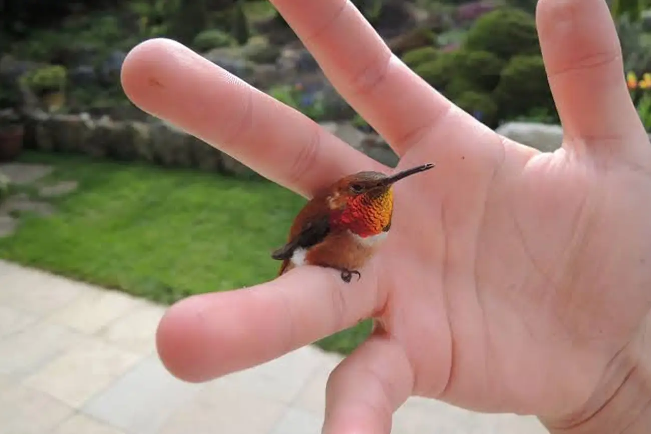 Beija-flor abelha cubano: o menor pássaro do mundo