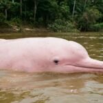 Boto-cor-de-rosa: o encanto vivo da Amazônia