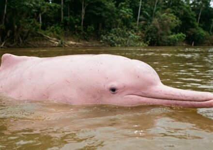 Boto-cor-de-rosa: o encanto vivo da Amazônia
