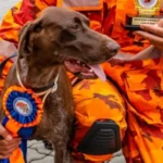 Cadela Iara, do Corpo de Bombeiros do Ceará, morre durante buscas por duas crianças desaparecidas no Maranhão Cadela Iara, do Corpo de Bombeiros do Ceará, morre durante buscas por duas crianças desaparecidas no Maranhão