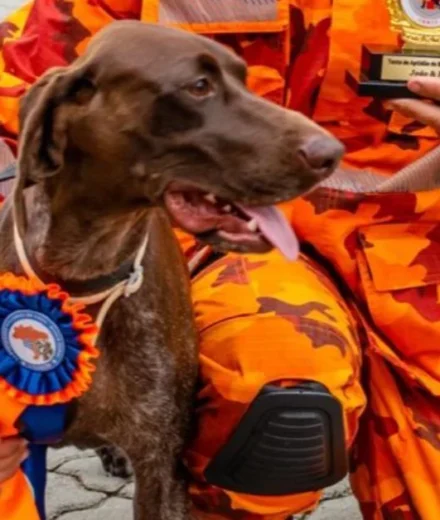 Cadela Iara, do Corpo de Bombeiros do Ceará, morre durante buscas por duas crianças desaparecidas no Maranhão Cadela Iara, do Corpo de Bombeiros do Ceará, morre durante buscas por duas crianças desaparecidas no Maranhão