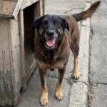 Cãozinho Orelha morre após espancamento de adolescentes na Praia Brava, em Florianópolis (SC) Cãozinho Orelha morre após espancamento de adolescentes na Praia Brava, em Florianópolis (SC)