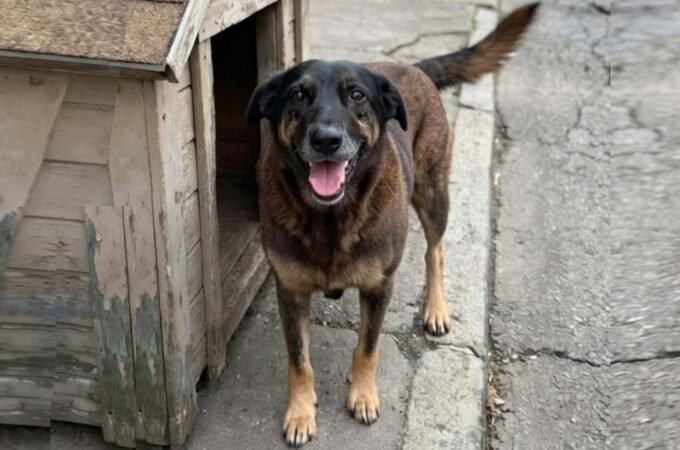 Cãozinho Orelha morre após espancamento de adolescentes na Praia Brava, em Florianópolis (SC)