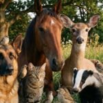 Dia 27 de janeiro celebra os Direitos dos Animais Dia 27 de janeiro celebra os Direitos dos Animais