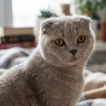 Scottish Fold, o gato que conquista corações Scottish Fold, o gato que conquista corações