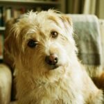 Lei cria Julho Dourado e fortalece proteção animal no Brasil Lei cria Julho Dourado e fortalece proteção animal no Brasil